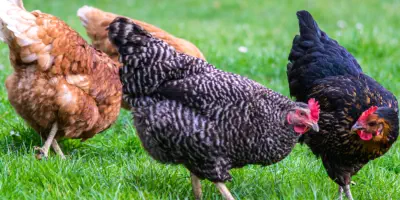 veterinaire exotique